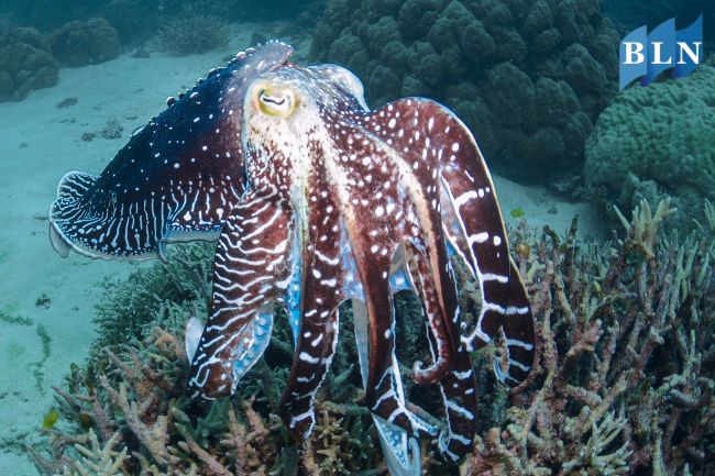 This What Cuttlefish Behavior And Capability